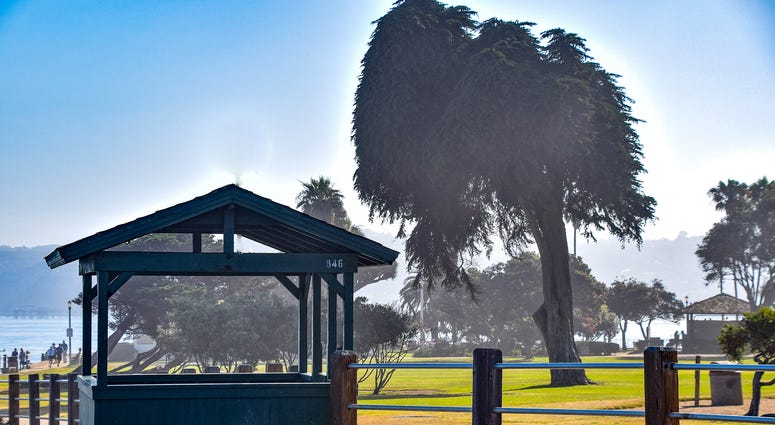 The legend is that this is the tree at La Jolla Cove that inspired Dr. Seuss to write his story The Lorax. The legend is that this is the tree at La Jolla Cove that inspired Dr. Seuss to write his story The Lorax.
