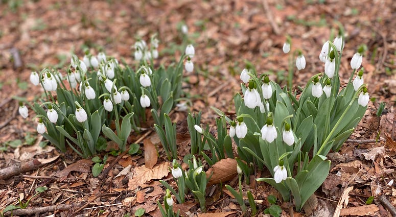Snowdrops blooming at Morris Arboretum in Chestnut Hill. Snowdrops blooming at Morris Arboretum in Chestnut Hill.