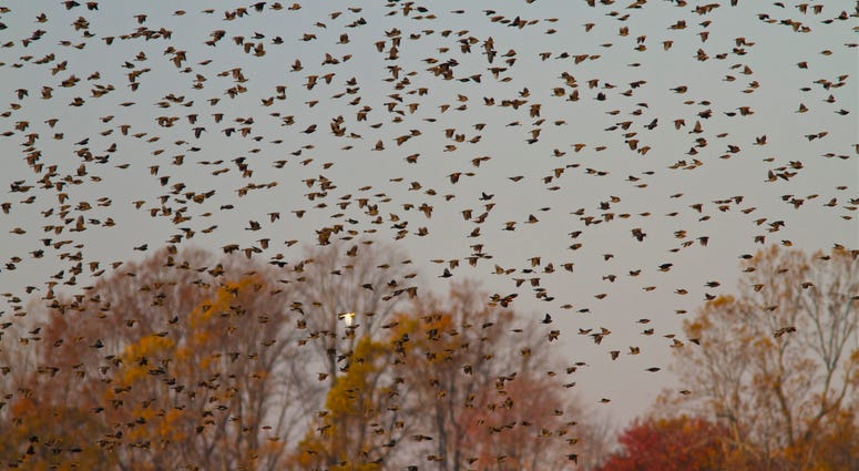 A huge flock of red-winged blackbirds take flight. A huge flock of red-winged blackbirds take flight.