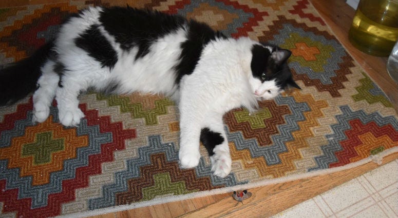 A cat with a spotted lanterfly. A cat with a spotted lanterfly.