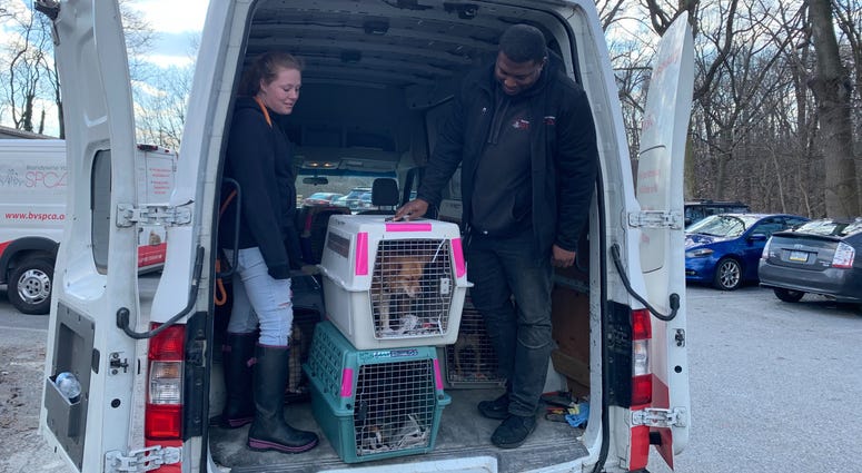 Dogs that survived the Puerto Rico earthquakes are transported to the Brandywine Valley SPCA. Dogs that survived the Puerto Rico earthquakes are transported to the Brandywine Valley SPCA.