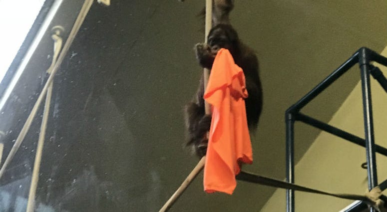 "Batu," a Sumatran orangutan, was born at the Philadelphia Zoo nine years ago. "Batu," a Sumatran orangutan