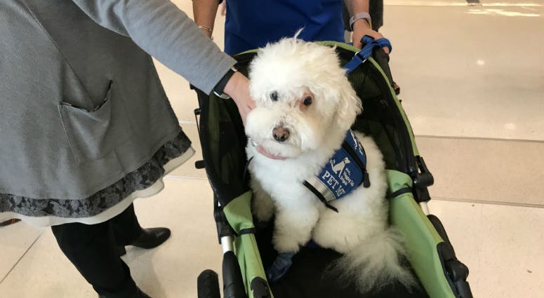 A therapy dog at Philadelphia International Airport. A pilot program to help reduce stress for travelers at Philadelphia International Airport is taking off. A pilot program to help reduce stress for travelers at Philadelphia International Airport is taking off.
