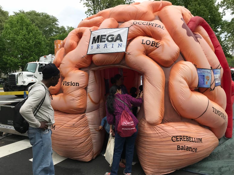 The Franklin Institute's Science Carnival included a giant inflatable brain you could walk through. Science Carnival