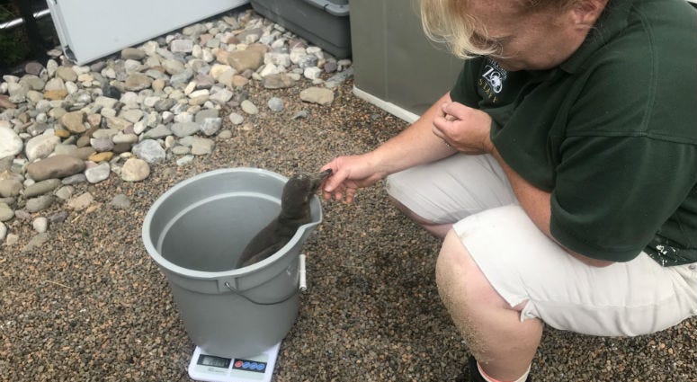 A Humboldt penguin getting weighed at the Philadelphia Zoo. Three new adorable penguin chicks hatched at the Philadelphia Zoo are not only attracting attention; they're helping to get the word out about the importance of conservation and keeping animals in the wild from becoming extinct.