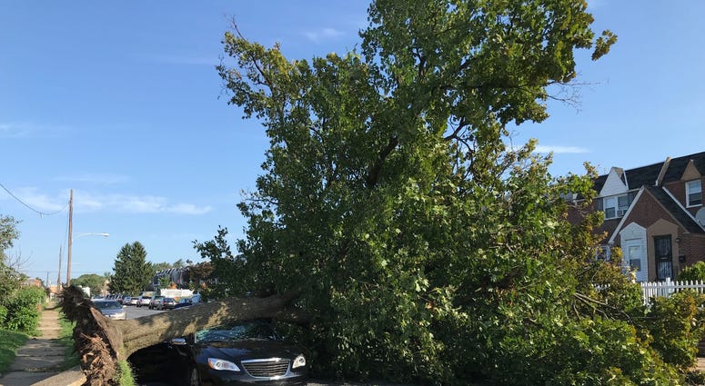 On Hellerman Street near Summerdale Avenue in the Oxford Circle section of Northeast Philly, a huge tree fell onto a single car. On Hellerman Street near Summerdale Avenue in the Oxford Circle section of Northeast Philly, a huge tree fell onto a single car.
