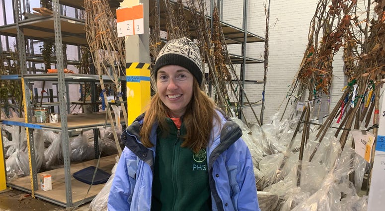 Dana Dentice, Pennsylvania Horticultural Society urban forestry program manager, poses with trees to be planted over the weekend. Dana Dentice, Pennsylvania Horticultural Society urban forestry program manager, poses with trees to be planted over the weekend.