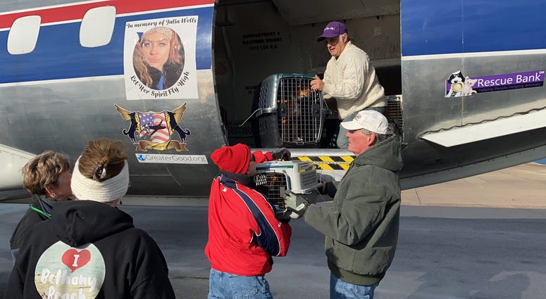 The Brandywine Valley SPCA along with their partners helped save 110 dogs so far from earthquake-devastated Puerto Rico. The Brandywine Valley SPCA along with their partners helped save 110 dogs so far from earthquake-devastated Puerto Rico.