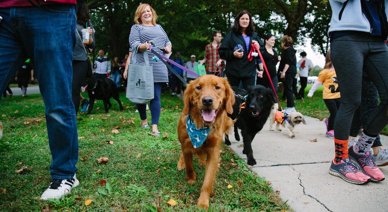Mutt Strut Mutt Strut