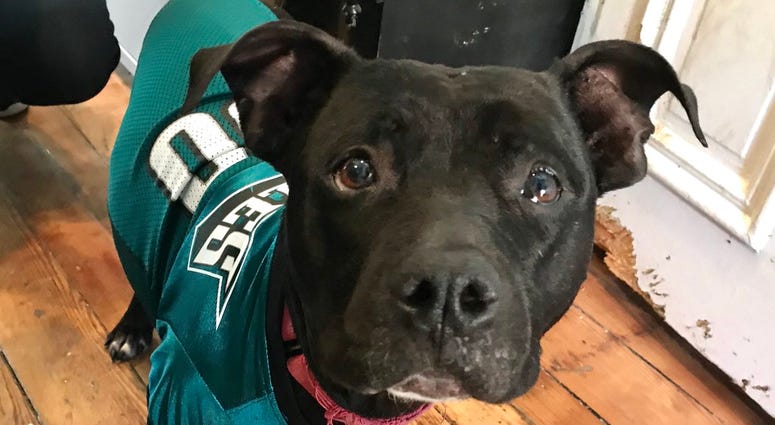 Adoptable pup Nicky poses in an Eagles jersey. Adoptable pup Nicky poses in an Eagles jersey.