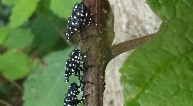 Spotted lanternfly nymphs resting on a tree branch. Spotted lanternfly nymphs resting on a tree branch.