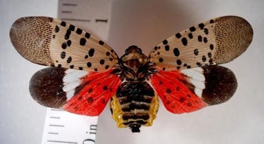 Spotted lanternfly Spotted lanternfly