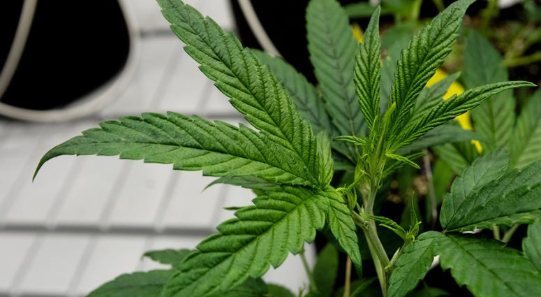 Marijuana grows in the newly opened Cresco Labs medical marijuana plant in Yellow Springs, Ohio, on Monday, Oct. 8, 2018. Marijuana grows in the newly opened Cresco Labs medical marijuana plant in Yellow Springs, Ohio, on Monday, Oct. 8, 2018.