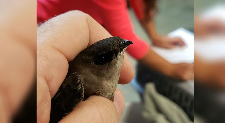 An injured Chimney Swift. An injured Chimney Swift.