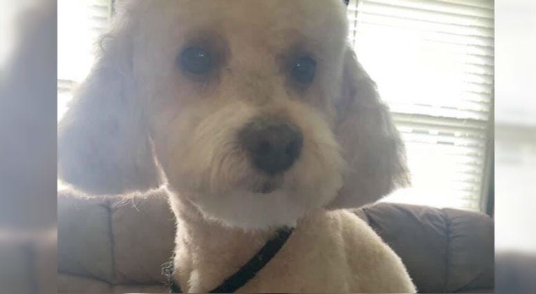 Toby, a poodle belonging to the Cook family. Toby, a poodle belonging to the Cook family.