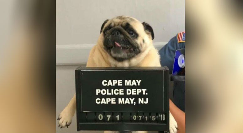 This photo provided by the Cape May N.J. Police Department shows "Bean" a pug dog being photographed at the Cape May Police Dept., in Cape May, N.J. This photo provided by the Cape May N.J. Police Department shows "Bean" a pug dog being photographed at the Cape May Police Dept., in Cape May, N.J.