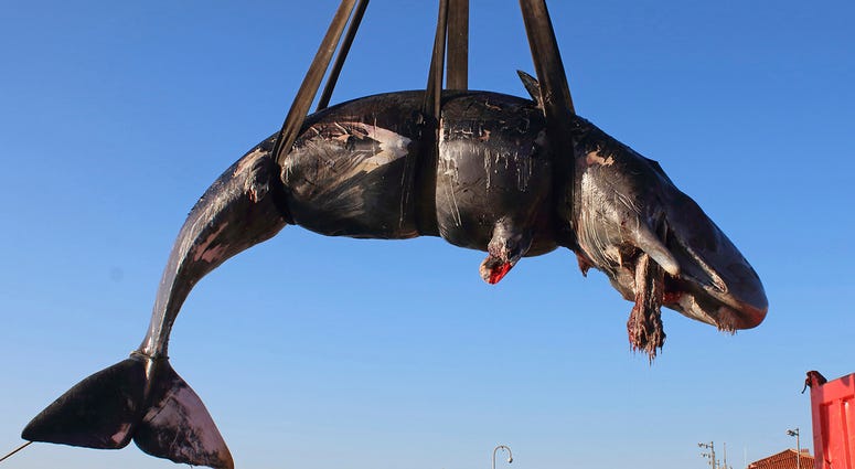 In this photo taken on Friday, March 29, 2019, a whale is lifted up onto a truck after being recovered off Sardinia island, Italy. In this photo taken on Friday, March 29, 2019, a whale is lifted up onto a truck after being recovered off Sardinia island, Italy.