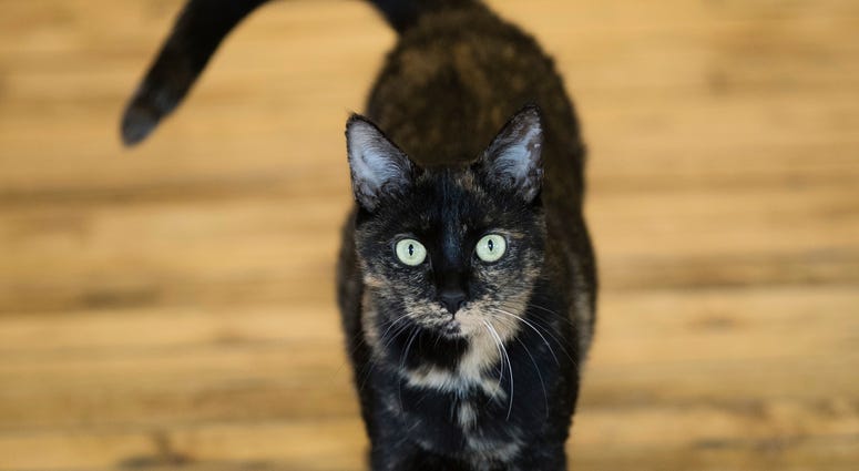 This Thursday, Oct. 5, 2017 photo shows Shelley, an adopted cat, at its new home in Philadelphia. This Thursday, Oct. 5, 2017 photo shows Shelley, an adopted cat, at its new home in Philadelphia.