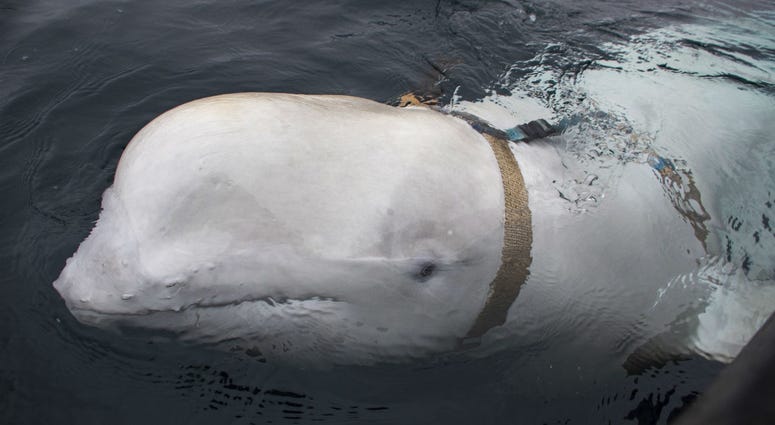A beluga whale seen as it swims next to a fishing boat before Norwegian fishermen removed the tight harness, swimming off the northern Norwegian coast Friday, April 26, 2019. A beluga whale seen as it swims next to a fishing boat before Norwegian fishermen removed the tight harness, swimming off the northern Norwegian coast Friday, April 26, 2019.