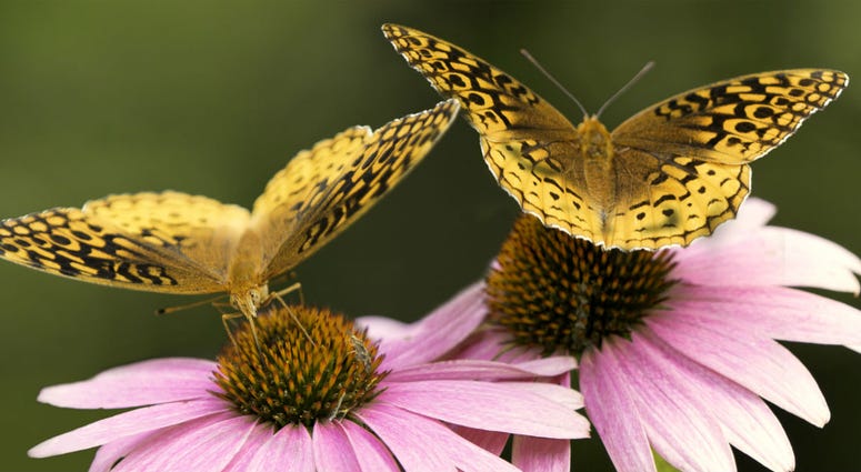 Butterflies Butterflies