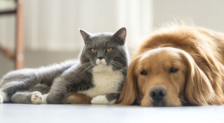 cat and dog cat and dog