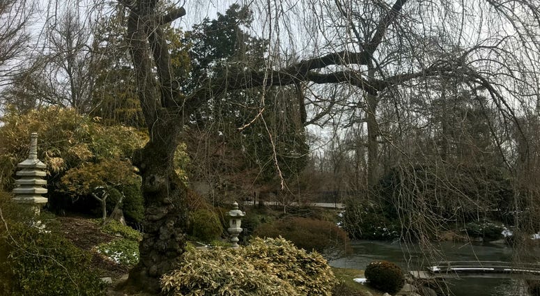 Cherry trees throughout Fairmount Park are looking healthy and should be in bloom just in time for their Cherry Blossom Festival. Cherry trees throughout Fairmount Park are looking healthy and should be in bloom just in time for their Cherry Blossom Festival.