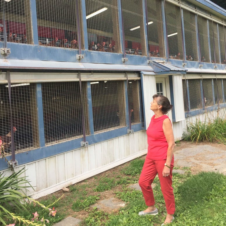Owners of a Chester County egg farm are concerned about high temperatures and are keeping a close watch on their chickens. Owners of a Chester County egg farm are concerned about high temperatures and are keeping a close watch on their chickens.