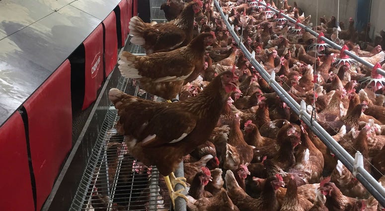 Owners of a Chester County egg farm are concerned about high temperatures and are keeping a close watch on their chickens. Owners of a Chester County egg farm are concerned about high temperatures and are keeping a close watch on their chickens.