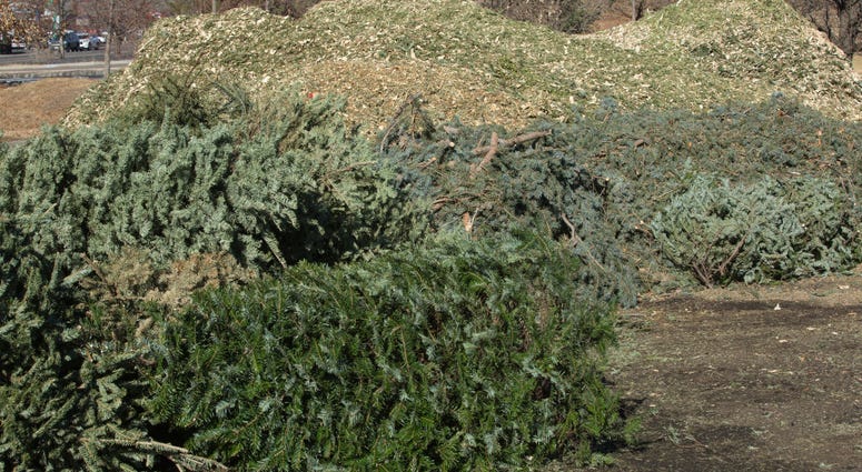 Christmas tree recycling Christmas tree recycling