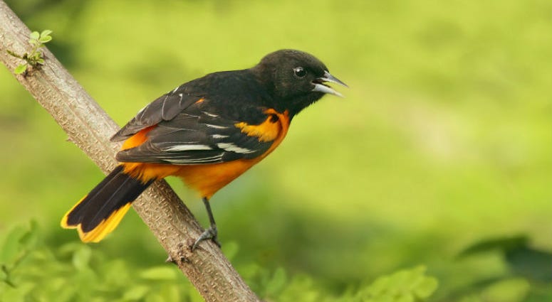A Baltimore Oriole. A Baltimore Oriole.