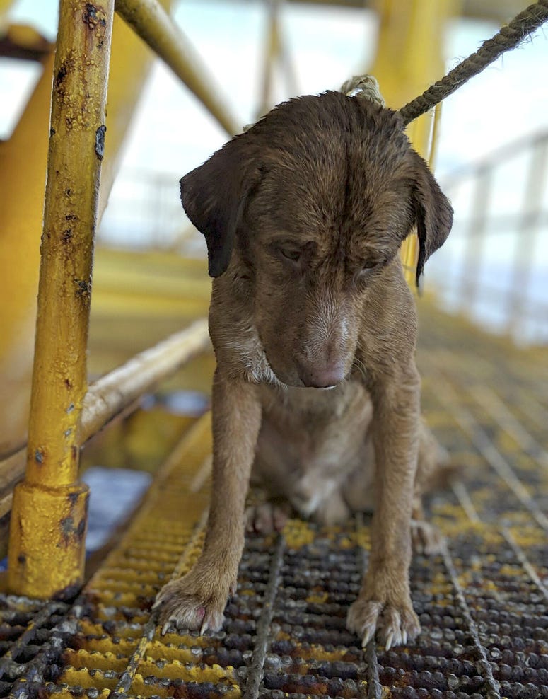 A dog sits on an oil rig after being rescued in the Gulf of Thailand. A dog sits on an oil rig after being rescued in the Gulf of Thailand.