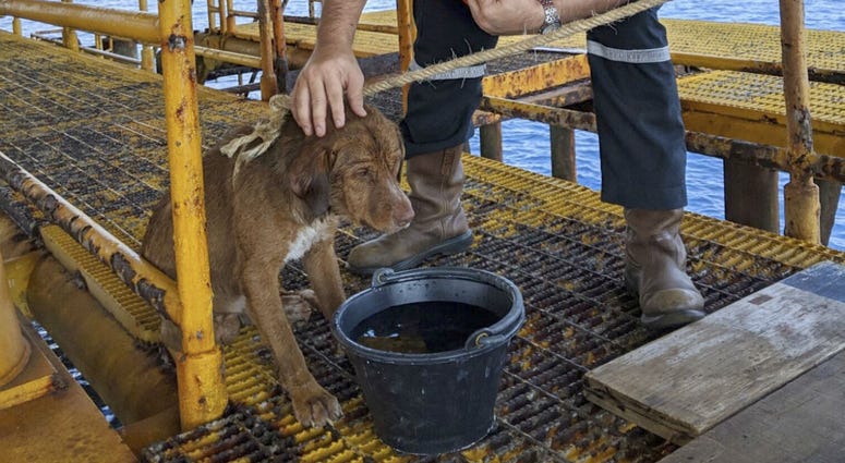 A dog is taken care by an oil rig crew after being rescued in the Gulf of Thailand. A dog is taken care by an oil rig crew after being rescued in the Gulf of Thailand.