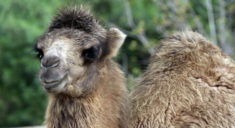 Camel Camel