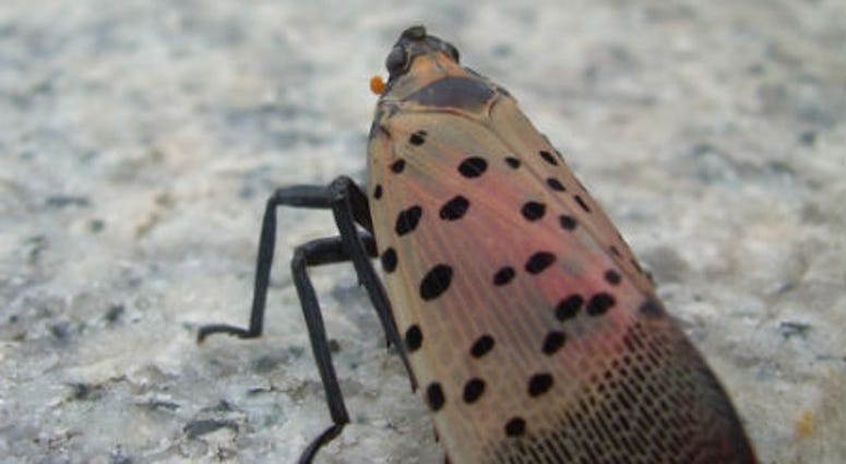 spotted lanternfly. spotted lanternfly.