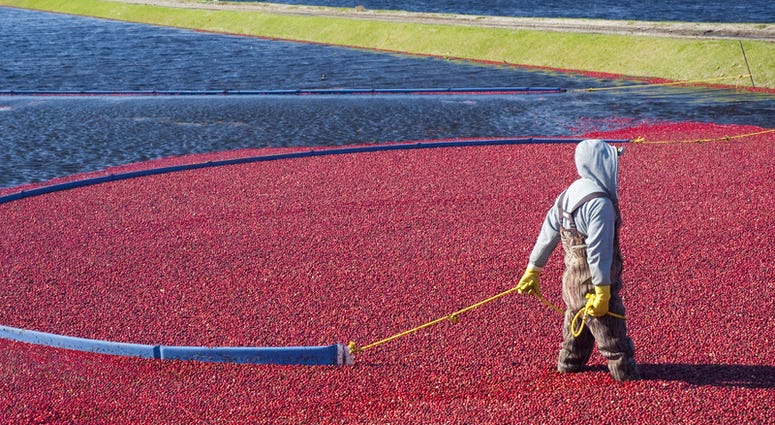 Man harvesting cranberries in the field. Man harvesting cranberries in the field.