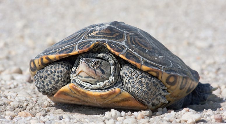 Diamondback terrapins. Diamondback terrapins.