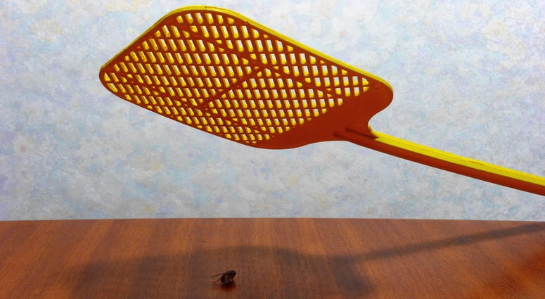 A fly sitting on a surface and about to be squashed by a fly swat. Fly Swatter