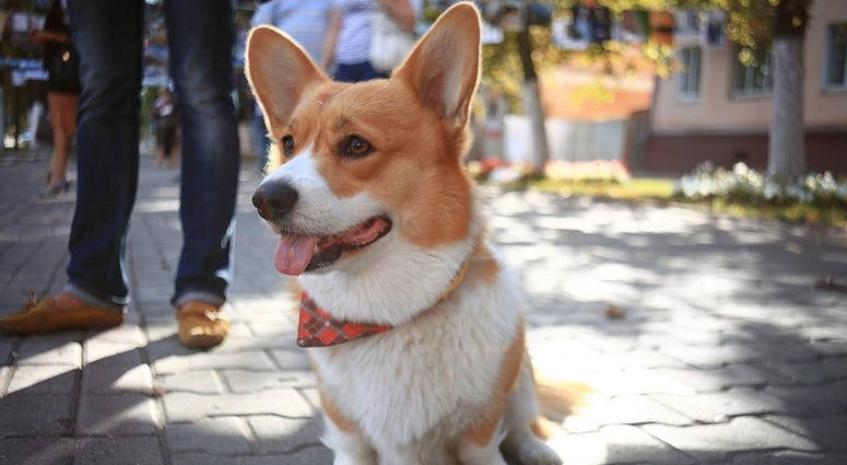 Corgi small dog on the street Corgi