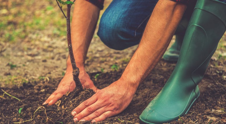 Free yard trees are available to Philadelphia property owners this spring, and registration for upcoming giveaway events is underway.