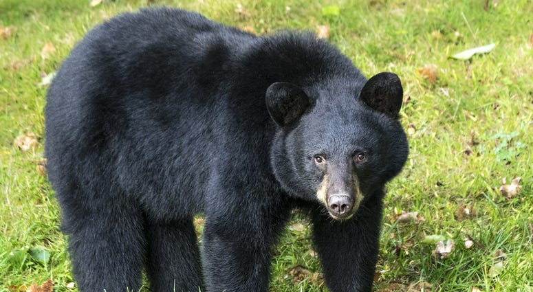 American Black Bear Black Bear