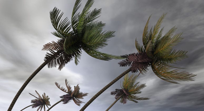 Palm trees blow during hurricane. Hurricane generic