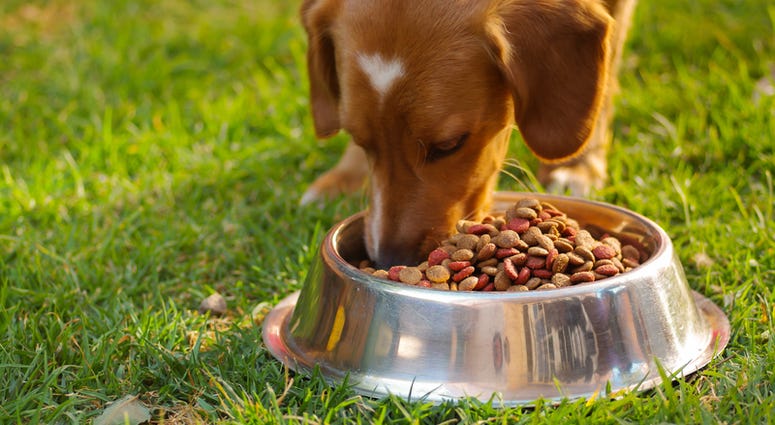 Sunshine Mills, the maker of several brands of pet food, is recalling three of its puppy and dog food products. Dog Food