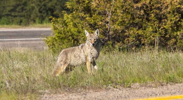 Coyote Coyote crossing urban road