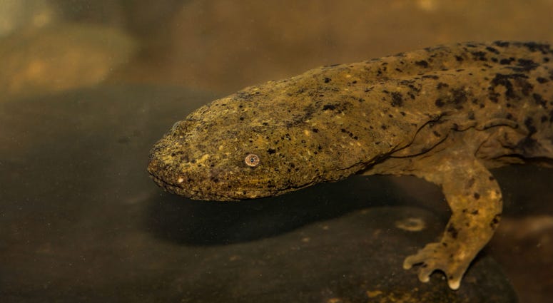 Eastern hellbender salamander Eastern hellbender salamander