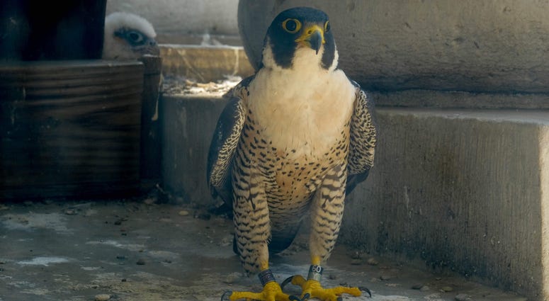 For the eighth year now, a couple of peregrine falcons have hatched a nest of babies on the 16th floor of Philadelphia City Hall. City Hall Falcons