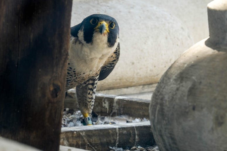 For the eighth year now, a couple of peregrine falcons have hatched a nest of babies on the 16th floor of Philadelphia City Hall. City Hall Falcons
