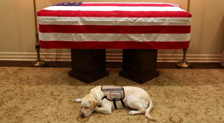 Sully H.W. Bush, a yellow Labrador service dog who worked with the late former President George H.W. Bush, will be traveling with Bush's casket on his flight to Washington, DC, according to a source familiar with the plans. Bush's service dog will travel to funeral