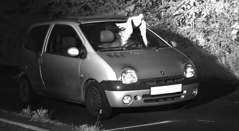 This Tuesday, May 21, 2019 speed camera picture provided by the police in Viersen, Germany, shows a Pigeon in front of the windscreen of a car. This Tuesday, May 21, 2019 speed camera picture provided by the police in Viersen, Germany, shows a Pigeon in front of the windscreen of a car.