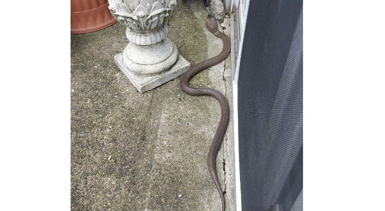 In this Monday, June 24, 2019 photo provided by Kathy Kehoe, a 4 to 5-foot-long snake slithers on the patio of her apartment in Fairless Hills, Pa. Kehoe used a shovel to kill the cobra. In this Monday, June 24, 2019 photo provided by Kathy Kehoe, a 4 to 5-foot-long snake slithers on the patio of her apartment in Fairless Hills, Pa. Kehoe used a shovel to kill the cobra.
