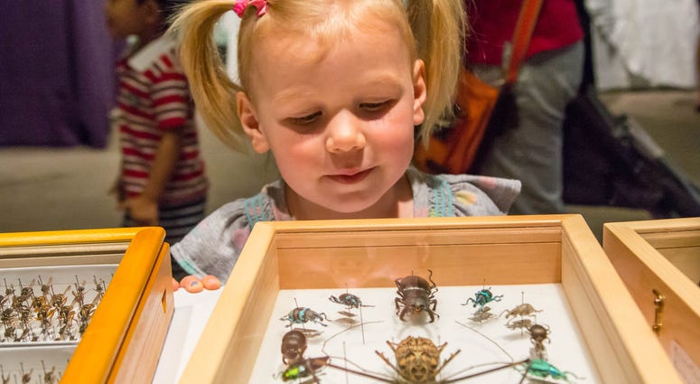 Getting a close look at insect specimens from the Academy of Natural Sciences’ collection. The Academy of Natural Sciences